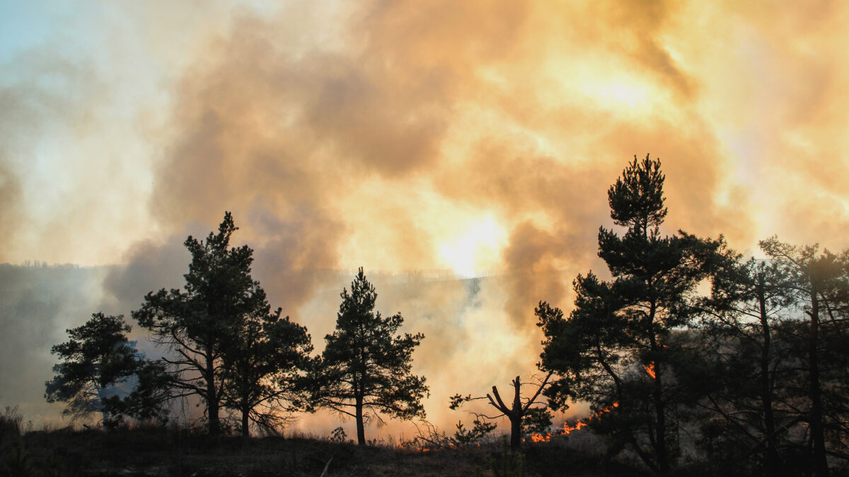 Beyond the Flames: How Food Distributions Are Helping Families Recover from Wildfires in Los Angeles County